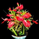 Hawaii Floral Products-Product