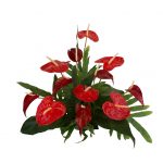 Hawaiian Greenhouse-Product