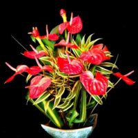 anthurium_gift_pack_sm1 Hawaii Floral Products-Product